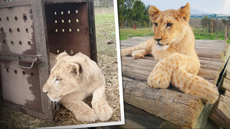 Los cachorros de león rescatados de su cautiverio están ahora a salvo en un santuario legítimo de leones en Sudáfrica. (Cortesía de Drakenstein Lion Park)