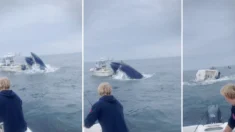 Impactante: Ballena salta sobre un bote y lanza sus tripulantes al mar I VIDEO