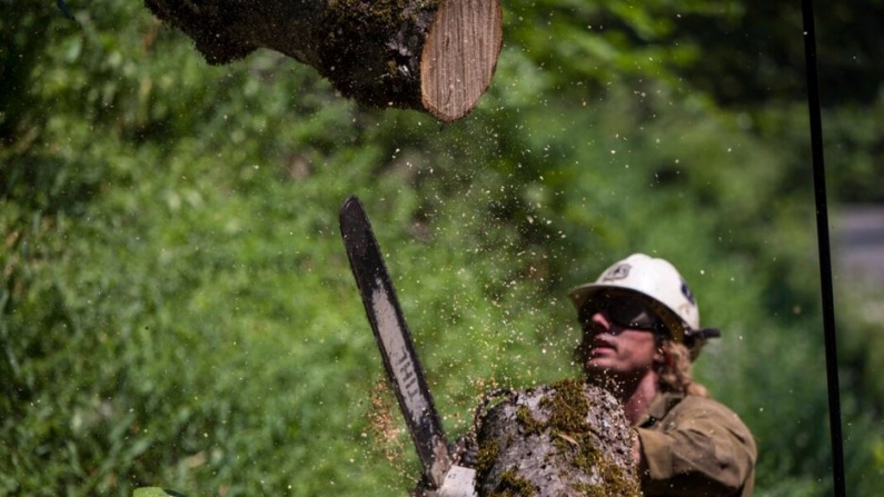 Un miembro del grupo Beckwourth Hotshot corta árboles a lo largo de la carretera 32 para ayudar a controlar el Park Fire cerca de Butte Meadows, California, 29 de julio de 2024. (Nic Coury/AP Photo)