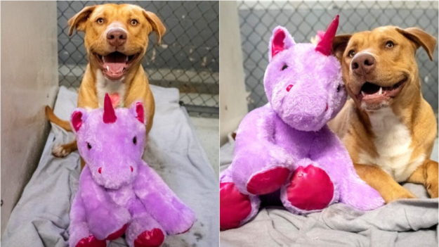 Perrito callejero roba unicornio 5 veces y ahora enfrenta su merecida condena