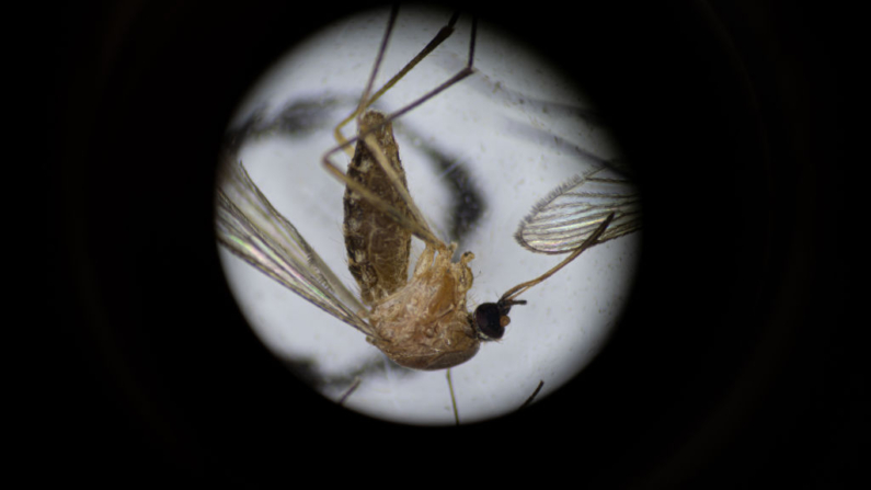 El Culex pipiens, una especie común de mosquito, se observa a través del microscopio, en una imagen de archivo. (Jon Cherry/Getty Images)