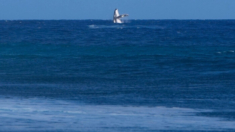 ¡Invitada sorpresa! Aparece una ballena durante semifinal de surf en los Juegos Olímpicos