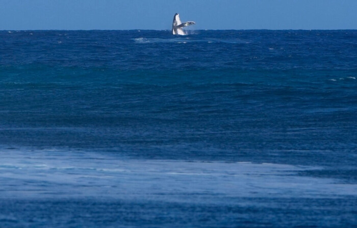 Una ballena salta durante la ronda semifinal de la competición de surf entre Brisa Hennessy, de Costa Rica, y Tatiana Weston-Webb, de Brasil, en los Juegos Olímpicos de Verano de 2024, en Teahupo'o, Tahití, el 5 de agosto de 2024. (Gregory Bull/Foto AP)