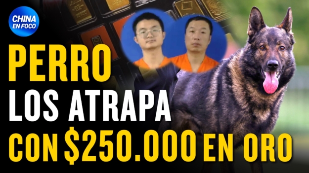 Perro K-9 atrapa chinos ilegales con $250.000 en oro