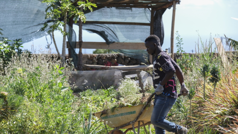 Imagen de archivo de un joven migrante de origen subsahariano trabajando durante una jornada de formación en una finca gestionada por la Fundación Canaria El Buen Samaritano en Güímar, en Tenerife. EFE/Alberto Valdés