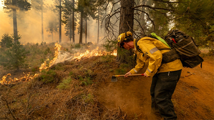 Los bomberos cavan un anillo alrededor de un árbol para reducir la posibilidad de que se queme en el Park Fire, cerca de Chico, California, el 28 de julio de 2024. (David McNew/Getty Images)