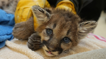 Cachorro de león de montaña de 4 semanas, huérfano de madre, se pone de pie en el zoo de Oakland