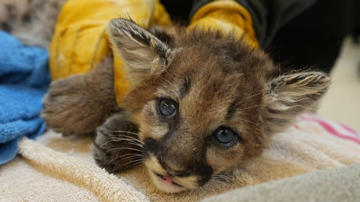 Los veterinarios del zoo examinaron a Briar y lo declararon sano. (Zoo de Oakland)