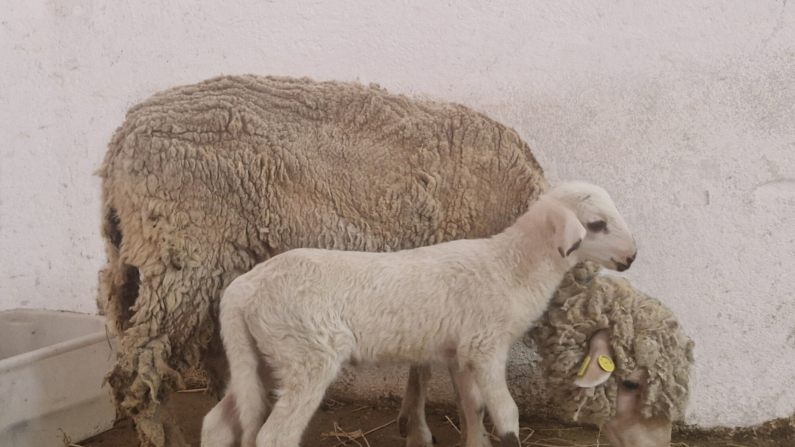 'Teodoro', el primer cordero modificado genéticamente en España; un trabajo de investigadores del Instituto Nacional de Investigación y Tecnología Agraria y Alimentaria (INIA-CSIC) que servirá para estudiar fallos reproductivos en animales de granja y como modelo para entender la fecundación en la especie humana. EFE / CSICSOLO USO EDITORIAL