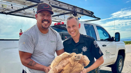 Rescatan tortuga del desierto en carretera de Arizona tras escapar de rancho de avestruces