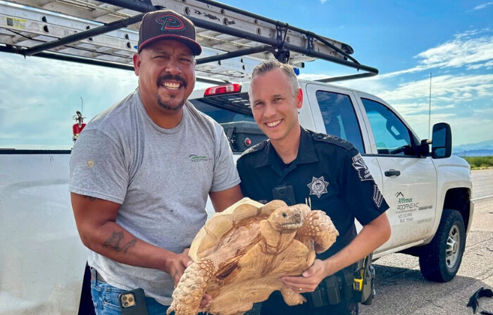 Un conductor no identificado y el sargento Steven Sekrecki del Departamento de Seguridad Pública de Arizona sostienen una tortuga sulcata rescatada que intentaba cruzar la Interestatal 10 cerca de Picacho, Arizona, el 30 de julio de 2024. (Departamento de Seguridad Pública de Arizona vía AP)
