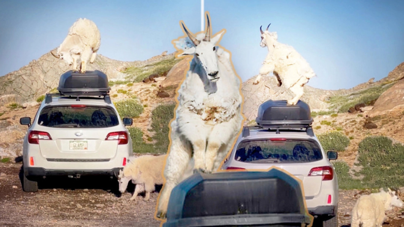 Cabras montesas bailan sobre un Subaru en el monte Evans, Colorado. (Cortesía de Michael Ryno)