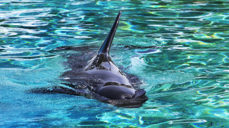 Una orca capturada en el Waddenzee, en el norte de los Países Bajos, nada en la piscina del Dolfinarium de Harderwijk el 24 de junio de 2010. (ROBIN UTRECHT/AFP via Getty Images)