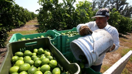 Gobierno del mexicano Michoacán confirma paro de entre 70 y 80 % de empacadoras de limón