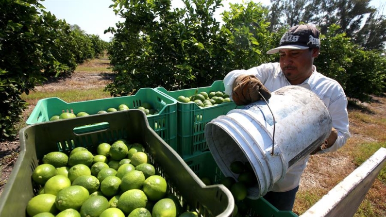 Productores de limón del estado mexicano de Michoacán, oeste del país, paralizaron este lunes sus actividades por los bajos precios de compra del cítrico, aunado al presunto aumento de extorsiones de, al menos, tres cárteles del narcotráfico. Imagen de archivo. EFE/Ulises Ruiz Basurto