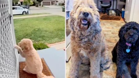 Viral: El perro que aprendió a tocar el timbre para ver a su mejor amiga