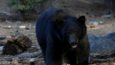 Oso negro ataca y mutila a una niña de 3 años en una tienda de campaña en Montana