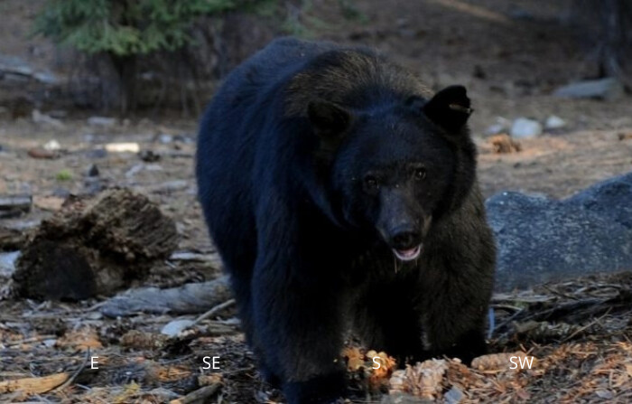 Un oso negro en una foto de archivo. (Mark Ralston/AFP/Getty Images)
