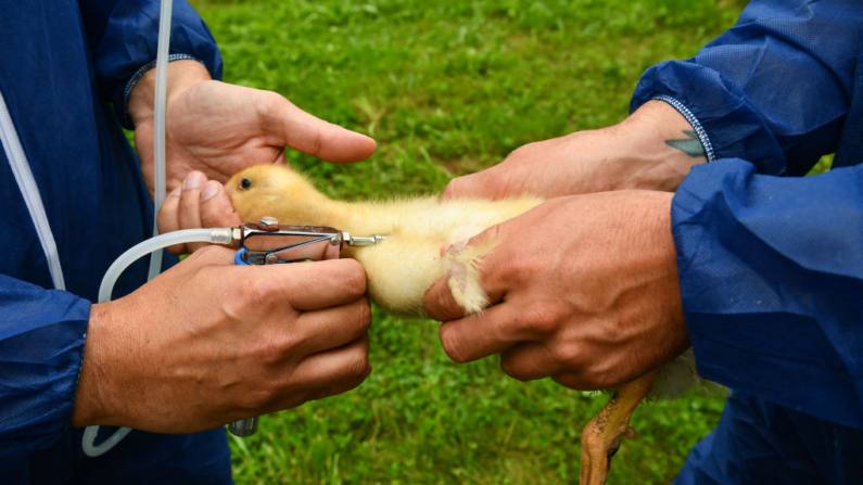 Un patito es vacunado contra la gripe en un criadero de Renung, en el suroeste de Francia, el 1 de julio de 2024. (Gaizka Iroz/AFP vía Getty Images)