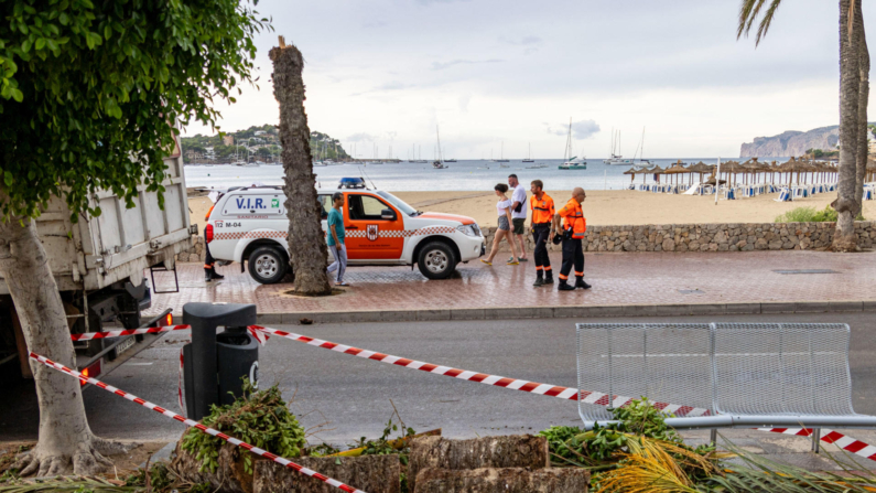 Vista de una palmera derribada por el viento en la playa de Santa Ponça, en Mallorca. EFE/CATI CLADERA