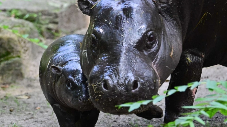 La hembra de hipopótamo pigmeo (Choeropsis liberiensis) Toni junto a su madre Debbie en su recinto del zoo de Berlín el 15 de agosto de 2024 en Berlín, durante su primera presentación al público. (TOBIAS SCHWARZ/AFP vía Getty Images)