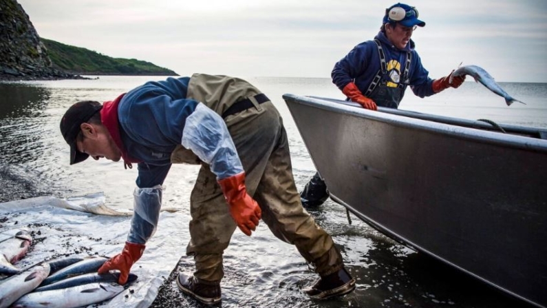 Dos pescadores lavan salmón recién capturado, en Nowtok, Alaska, el 1 de julio de 2015. (Andrew Burton/Getty Images)