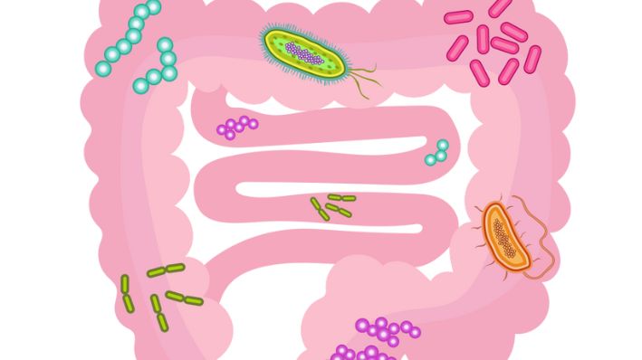 Imagen ilustrativa de microbioma intestinal. (DataBase Center for Life Science (DBCLS) / CC BY 4.0)