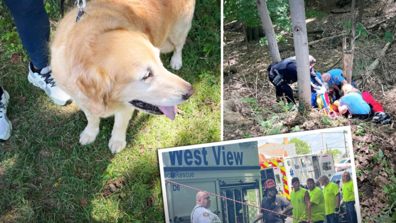 Un golden retriever ayudó en el rescate de su dueño, que se cayó por una empinada colina y se dislocó la cadera en Ross Township, Pensilvania, el 1 de agosto. (Cortesía de Ross/West View EMS)
