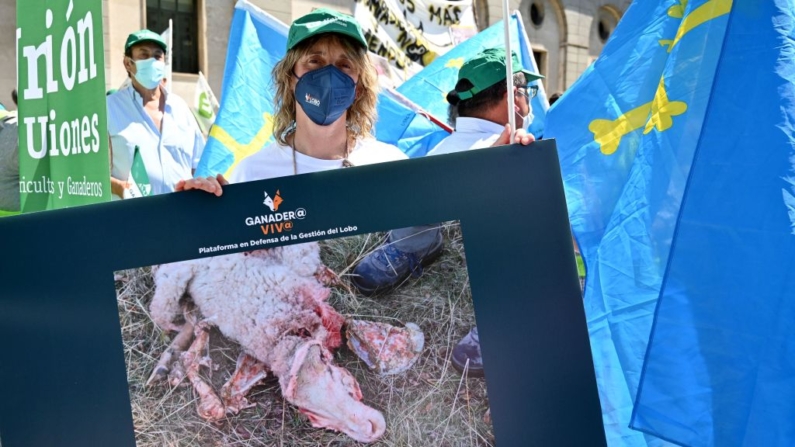 Una mujer sostiene una fotografía de una oveja atacada por un lobo durante una protesta contra la protección de los lobos y los osos frente al Ministerio de Transición Ecológica en Madrid el 9 de junio de 2021. - La caza del lobo quedó prohibida en España a partir de septiembre de 2021. (Foto de Gabriel BOUYS / AFP) (Foto de GABRIEL BOUYS/AFP vía Getty Images)