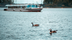 Capitanes de un barco rescatan a un niño y a su padre del río Charles en Boston