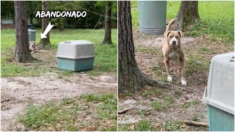 Hallazgo desgarrador: Compraron una casa y había un perro abandonado y atado en el patio