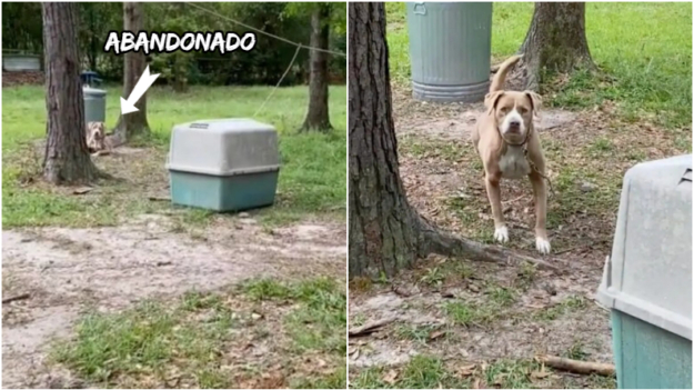 Hallazgo desgarrador: Compraron una casa y había un perro abandonado y atado en el patio