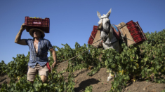 Vendimia heroica para la uva Moscatel de la Axarquía malagueña