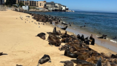 Invasión de leones marinos provoca el cierre indefinido de playa de California