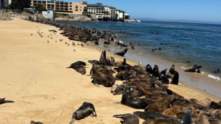 Invasión de leones marinos provoca el cierre indefinido de playa de California