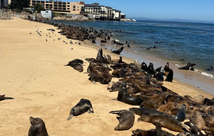 Cientos de leones marinos se congregan en la playa de San Carlos en Monterey, California, el 19 de agosto de 2024. (Cortesía de la ciudad de Monterey). 