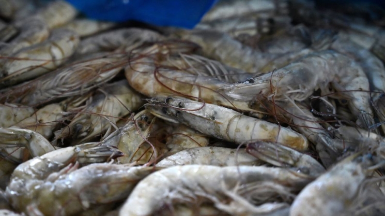 Vista de camarones listos para su exportación en Choluteca, Honduras, el 4 de abril de 2023. (Orlando Sierra/AFP vía Getty Images)