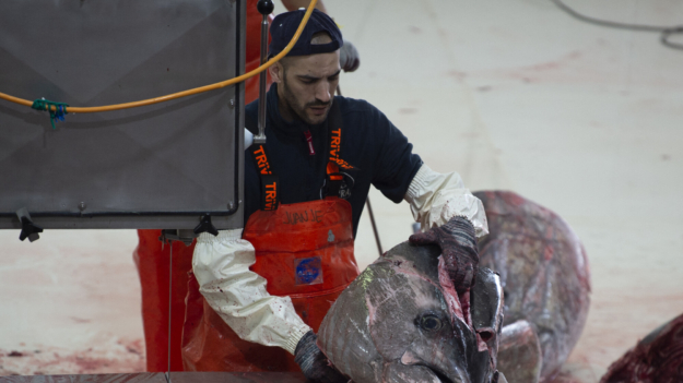 Intervenidos en Tarifa (Cádiz) 850 kilos de atún rojo capturado de forma ilegal