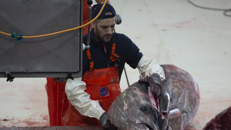 Un hombre saca cuartos al atún rojo, capturado en aguas del Estrecho de Gibraltar mediante la antigua técnica de pesca de la almadraba, en una pesquería del puerto de Barbate, en el sur de España, el 18 de mayo de 2023. (Foto de JORGE GUERRERO/AFP vía Getty Images)