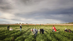 Juez federal bloquea nueva norma laboral para trabajadores agrícolas migrantes en 17 estados