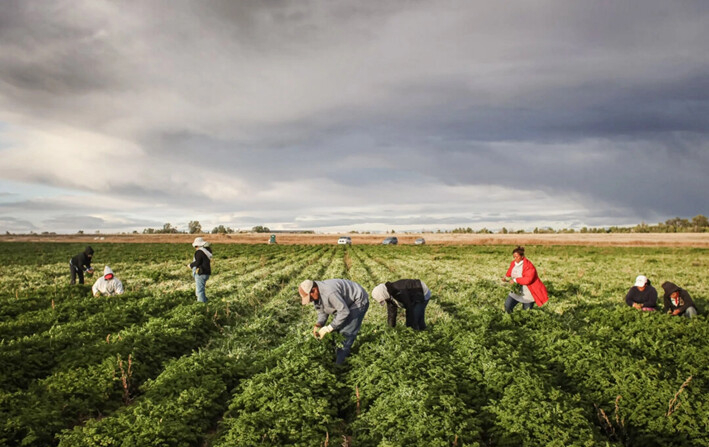 Trabajadores migrantes mexicanos cosechan perejil orgánico en Grant Family Farms, en Wellington, Colorado, el 11 de octubre de 2011. (John Moore/Getty Images)