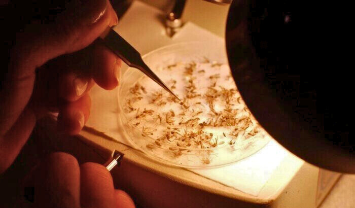 Un entomólogo identifica especies de mosquitos en Dragon Mosquito Control en Northampton, New Hampshire, el 9 de junio de 2005. (Darren McCollester/Getty Images)