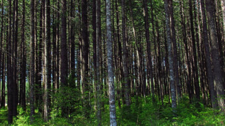 Hallan restos humanos en un bosque nacional de Washington