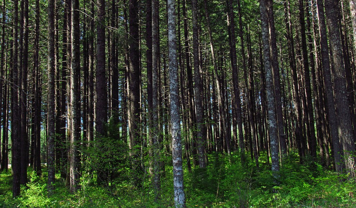 Bosque Nacional Gifford Pinchot en Washington en el noroeste del Pacífico (Jeffhollett/ CC BY-SA 4.0)