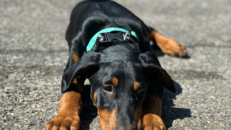 Buscan 10 cachorros de dóberman desaparecidos tras asesinato de criador de perros