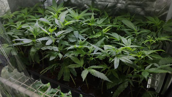 Plantas de cannabis con alto contenido de THC crecen en el stand de un expositor en la feria de cannabis y cáñamo Mary Jane Berlín el 14 de junio de 2024 en Berlín, Alemania. (Sean Gallup/Getty Images)