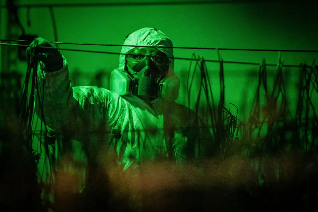 Un oficial de policía confisca marihuana de un sitio ilegal de marihuana en Lancaster, California, el 14 de agosto de 2024. (John Fredricks/The Epoch Times)