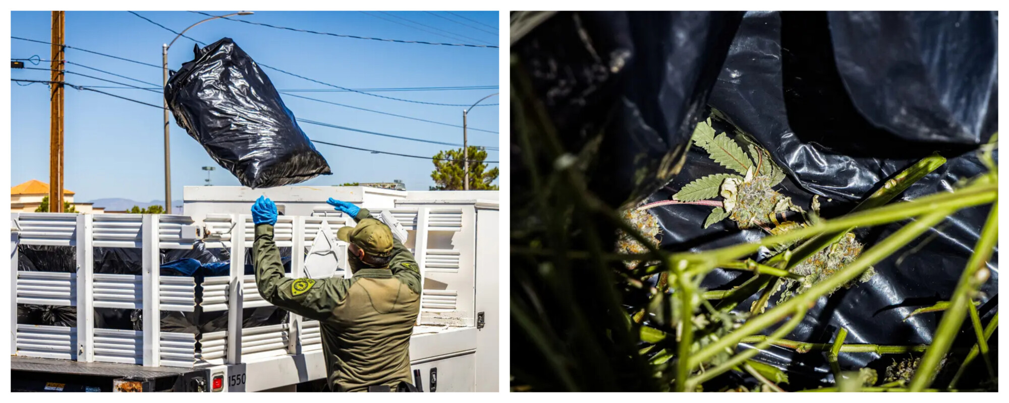 Un agente de policía (izq.) arroja una bolsa (der.) de marihuana confiscada a la parte trasera de un camión. (John Fredricks/The Epoch Times)