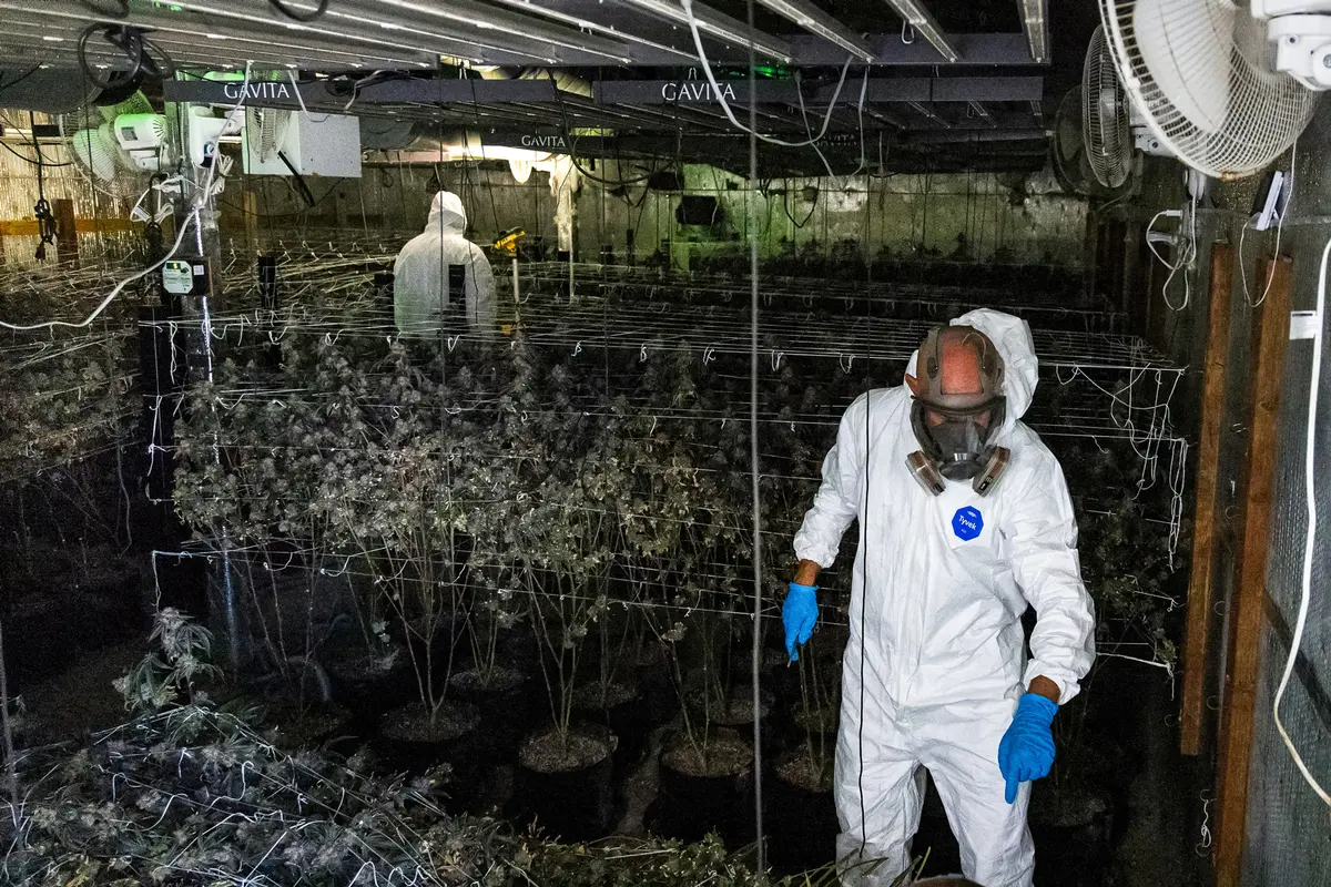 Policías inspeccionan varias hileras de plantas de marihuana en un cuarto de cultivo. (John Fredricks/The Epoch Times)