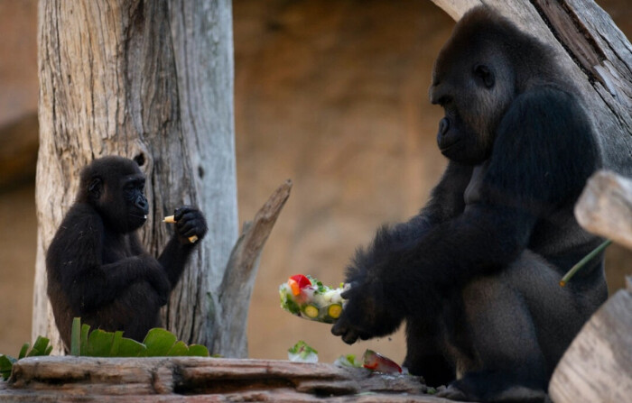 Dos gorilas comen golosinas congeladas especiales para animales de zoológico, en esta foto de archivo. (Jorge Guerrero/AFP/Getty Images). 
